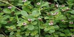 Phyla nodiflora